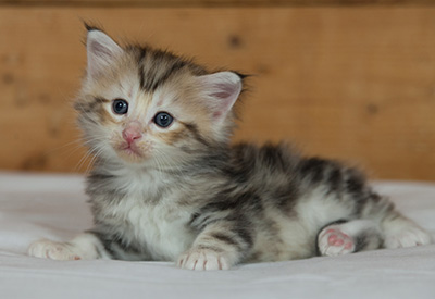 Malkus - 3 weeks old