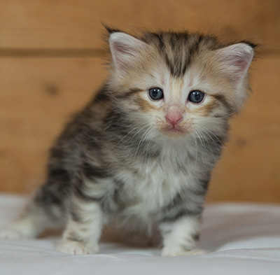 Malkus - 3 weeks old