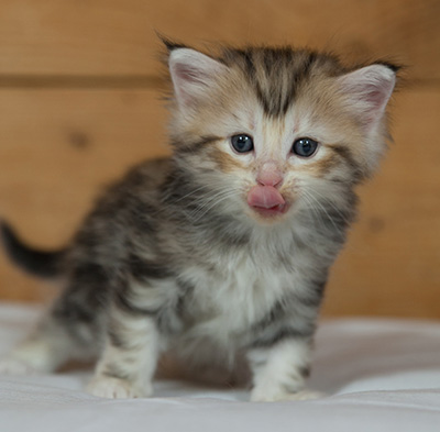 Malkus - 3 weeks old