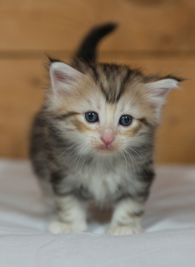 Malkus - 3 weeks old