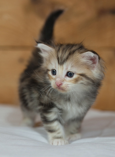 Malkus - 3 weeks old