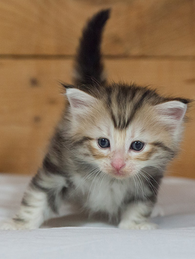 Malkus - 3 weeks old