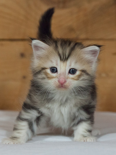 Malkus - 3 weeks old