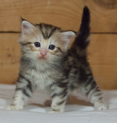 Malkus - 3 weeks old