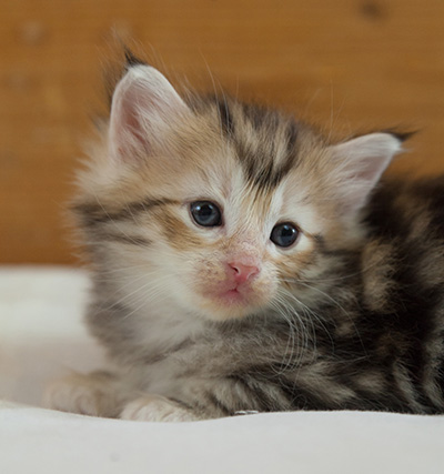 Malkus - 3 weeks old
