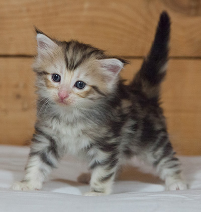 Malkus - 3 weeks old