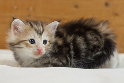 Malkus - 3 weeks old