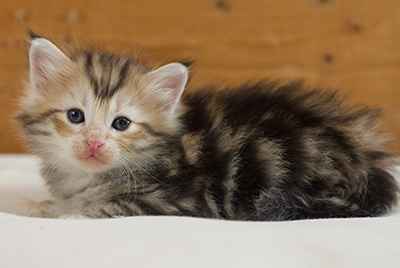 Malkus - 3 weeks old