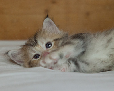 Malkus - 3 weeks old