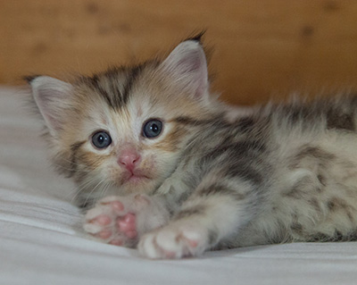 Malkus - 3 weeks old
