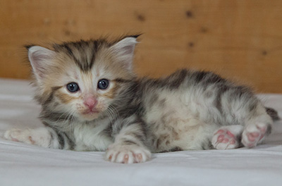 Malkus - 3 weeks old