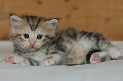 Malkus - 3 weeks old