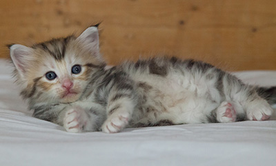 Malkus - 3 weeks old