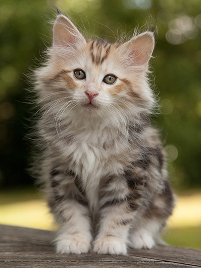 Malkus - 9 weeks old