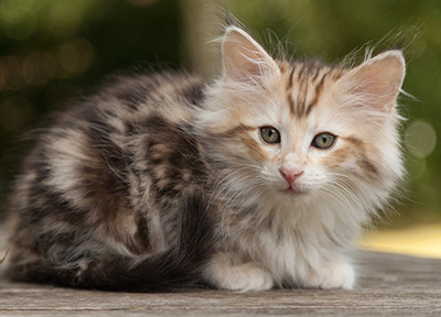 Malkus - 9 weeks old
