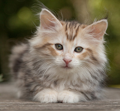 Malkus - 9 weeks old