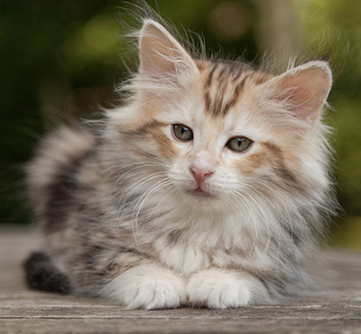 Malkus - 9 weeks old