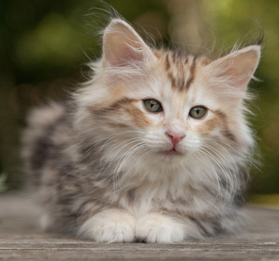 Malkus - 9 weeks old