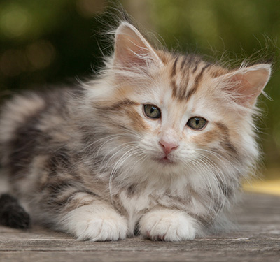 Malkus - 9 weeks old