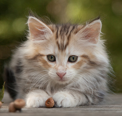 Malkus - 9 weeks old