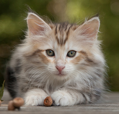 Malkus - 9 weeks old
