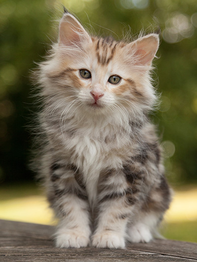 Malkus - 9 weeks old