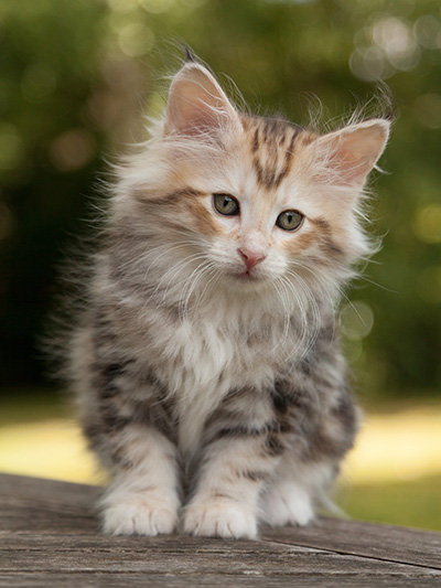 Malkus - 9 weeks old
