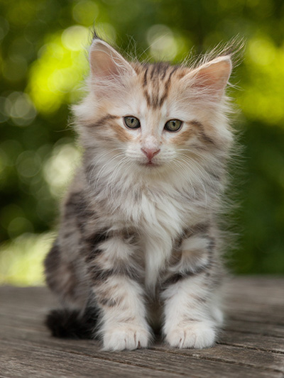 Malkus - 9 weeks old