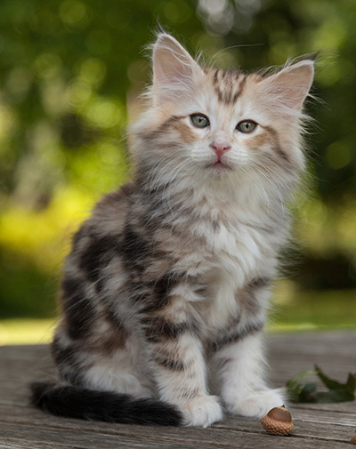 Malkus - 9 weeks old
