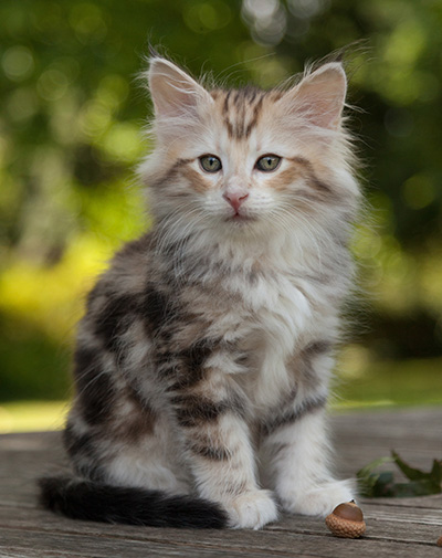 Malkus - 9 weeks old