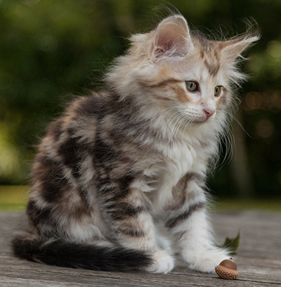 Malkus - 9 weeks old