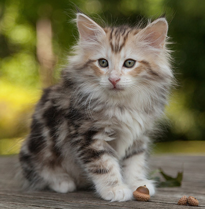 Malkus - 9 weeks old
