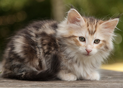 Malkus - 9 weeks old