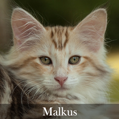 Malkus