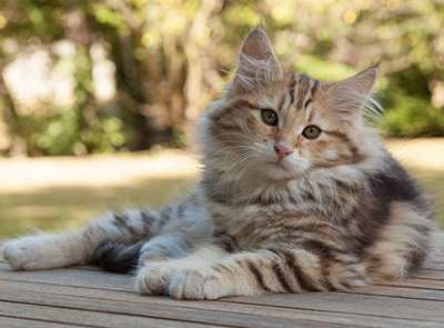 Melchior - 12 weeks old