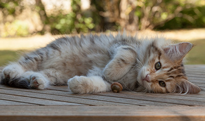 Melchior - 12 weeks old