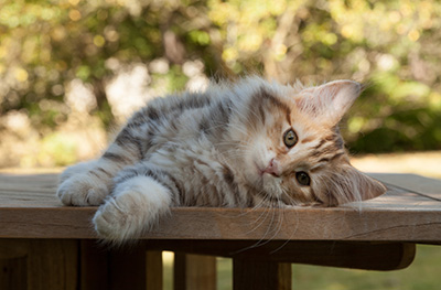 Melchior - 12 weeks old