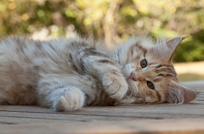 Melchior - 12 weeks old