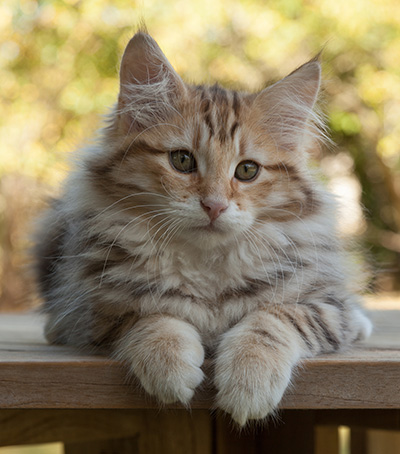Melchior - 12 weeks old