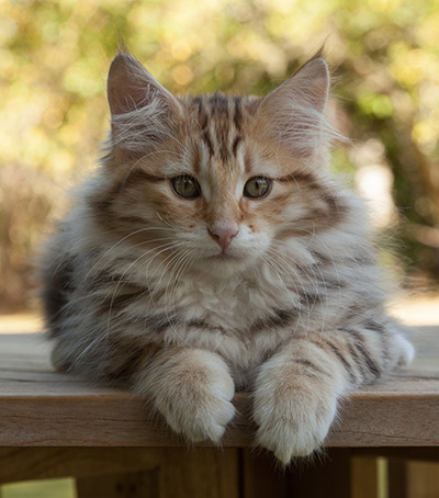 Melchior - 12 weeks old