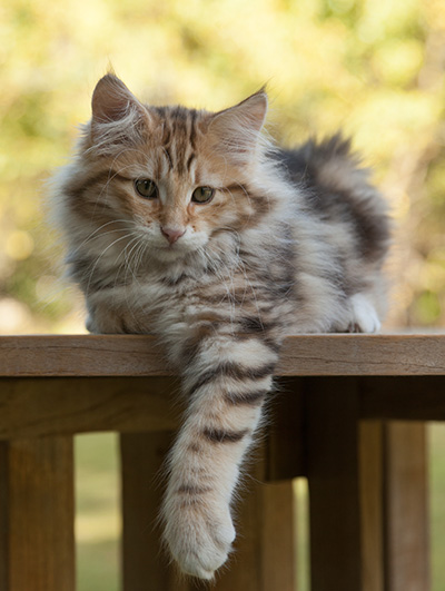 Melchior - 12 weeks old