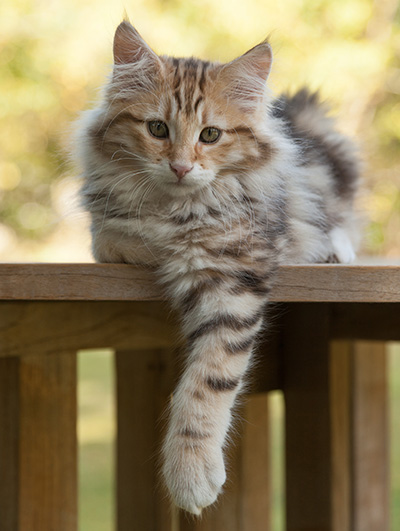 Melchior - 12 weeks old