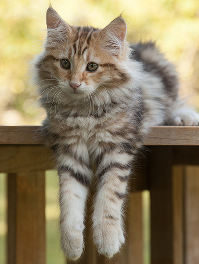 Melchior - 12 weeks old
