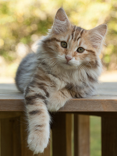 Melchior - 12 weeks old