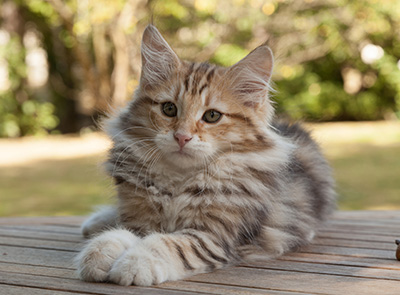 Melchior - 12 weeks old