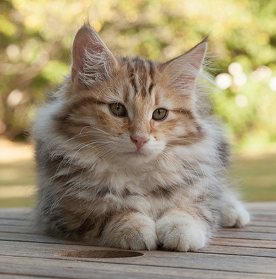 Melchior - 12 weeks old