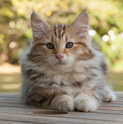 Melchior - 12 weeks old
