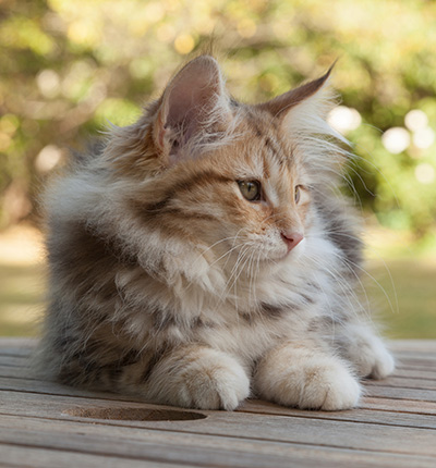 Melchior - 12 weeks old