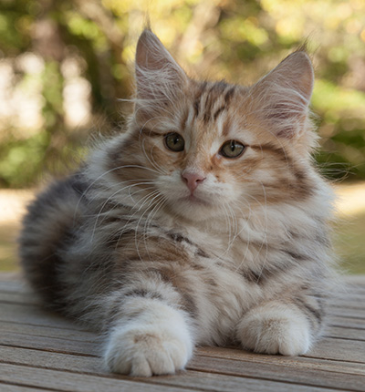 Melchior - 12 weeks old