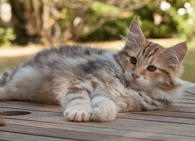 Melchior - 12 weeks old